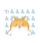 にこにこ柴ちゃん（個別スタンプ：12）