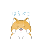 にこにこ柴ちゃん（個別スタンプ：13）