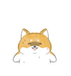 にこにこ柴ちゃん（個別スタンプ：19）