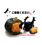 ハロウィン、クリスマス、可愛い超大型犬（個別スタンプ：5）