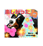 ハロウィン、クリスマス、可愛い超大型犬（個別スタンプ：11）