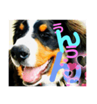 ハロウィン、クリスマス、可愛い超大型犬（個別スタンプ：13）
