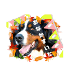 ハロウィン、クリスマス、可愛い超大型犬（個別スタンプ：17）