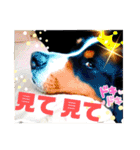ハロウィン、クリスマス、可愛い超大型犬（個別スタンプ：19）