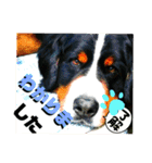 ハロウィン、クリスマス、可愛い超大型犬（個別スタンプ：20）