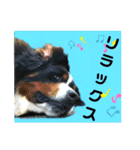 ハロウィン、クリスマス、可愛い超大型犬（個別スタンプ：23）