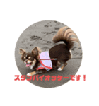 犬三昧ver7（個別スタンプ：1）