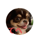 犬三昧ver7（個別スタンプ：2）