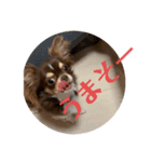 犬三昧ver7（個別スタンプ：3）