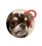犬三昧ver7（個別スタンプ：4）