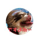 犬三昧ver7（個別スタンプ：7）