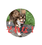 犬三昧ver7（個別スタンプ：8）