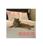 可愛い猫のスタンプたち（個別スタンプ：1）