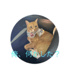 可愛い猫のスタンプたち（個別スタンプ：3）