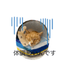 可愛い猫のスタンプたち（個別スタンプ：4）