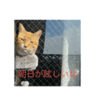 可愛い猫のスタンプたち（個別スタンプ：5）