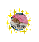 可愛い猫のスタンプたち（個別スタンプ：6）