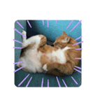 可愛い猫のスタンプたち（個別スタンプ：7）