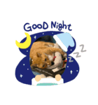 可愛い猫のスタンプたち（個別スタンプ：8）
