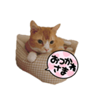 可愛いココさん（個別スタンプ：3）