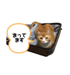 可愛いココさん（個別スタンプ：8）