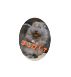 ハムスターとちょっぴりワンコのスタンプ✨（個別スタンプ：4）