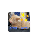 ハムスターとちょっぴりワンコのスタンプ✨（個別スタンプ：7）