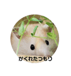 ハムスターとちょっぴりワンコのスタンプ✨（個別スタンプ：13）