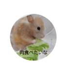 ハムスターとちょっぴりワンコのスタンプ✨（個別スタンプ：21）