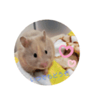 ハムスターとちょっぴりワンコのスタンプ✨（個別スタンプ：24）