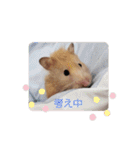 ハムスターとちょっぴりワンコのスタンプ✨（個別スタンプ：27）