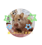 ハムスターとちょっぴりワンコのスタンプ✨（個別スタンプ：28）