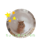 ハムスターとちょっぴりワンコのスタンプ✨（個別スタンプ：29）