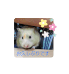 ハムスターとちょっぴりワンコのスタンプ✨（個別スタンプ：30）