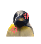 いつかの皇帝ペングイン（個別スタンプ：1）