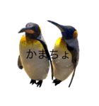 いつかの皇帝ペングイン（個別スタンプ：7）