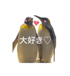いつかの皇帝ペングイン（個別スタンプ：8）