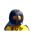 いつかの皇帝ペングイン（個別スタンプ：10）