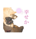 ポメなの？（個別スタンプ：6）