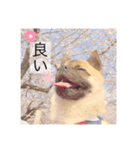 ポメなの？（個別スタンプ：14）