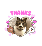 ねこちゃんスタンプ5（個別スタンプ：1）