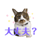 ねこちゃんスタンプ5（個別スタンプ：3）