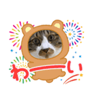 ねこちゃんスタンプ5（個別スタンプ：4）