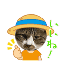 ねこちゃんスタンプ5（個別スタンプ：5）