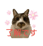 ねこちゃんスタンプ5（個別スタンプ：6）