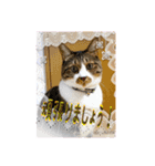 ねこちゃんスタンプ5（個別スタンプ：7）
