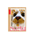 ねこちゃんスタンプ5（個別スタンプ：9）
