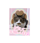 ねこちゃんスタンプ5（個別スタンプ：11）