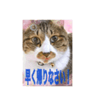 ねこちゃんスタンプ5（個別スタンプ：12）