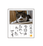 ねこちゃんスタンプ5（個別スタンプ：13）